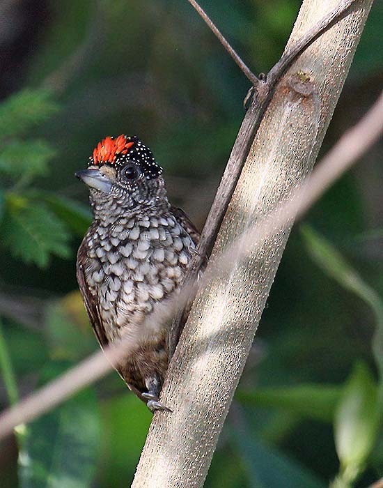 Arrowhead Piculet - Martin Reid