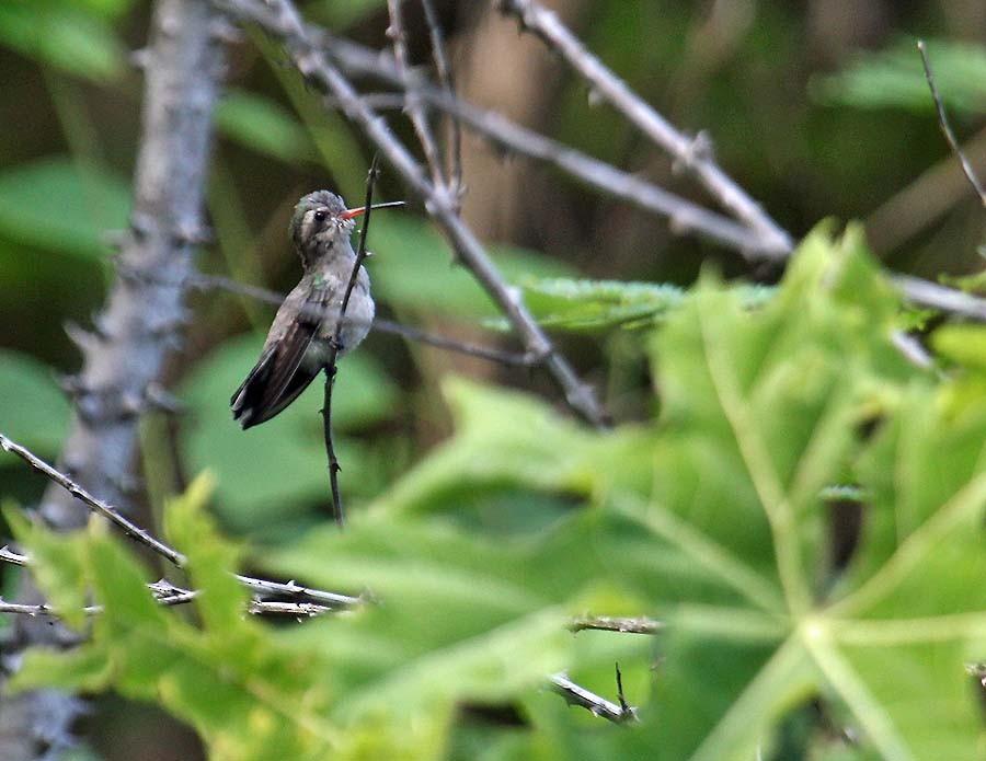 Turquoise-crowned Hummingbird - ML205260711
