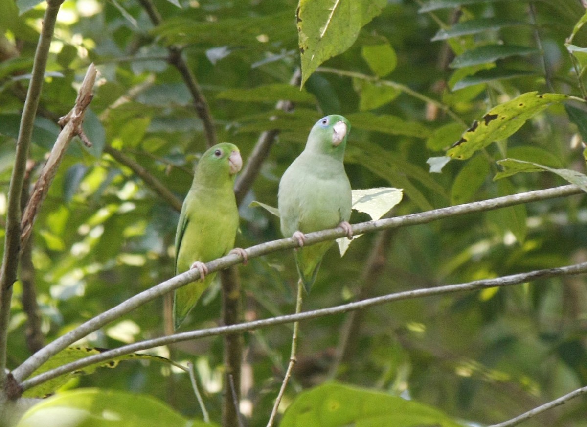 Spectacled Parrotlet - ML205262841