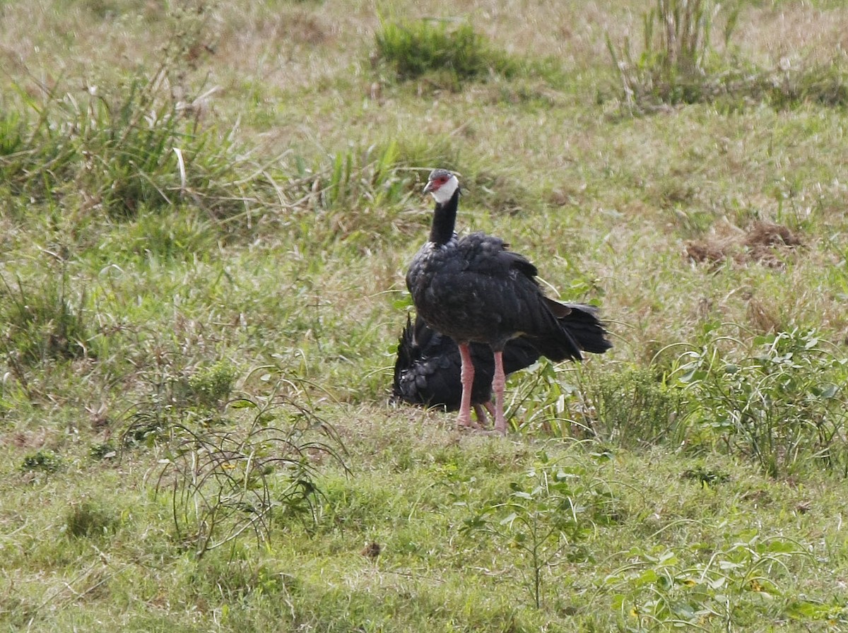 Northern Screamer - ML205262851