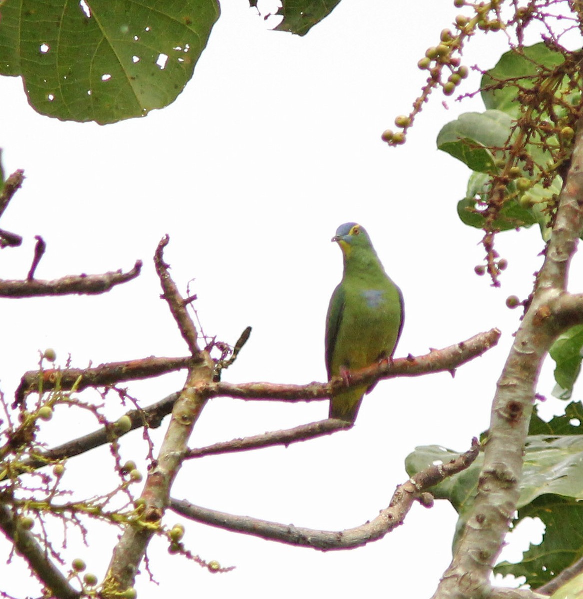 Blue-capped Fruit-Dove - ML205262921