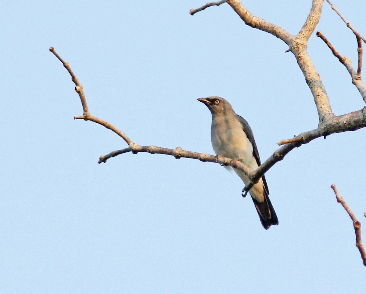 White-rumped Cuckooshrike - ML205263051