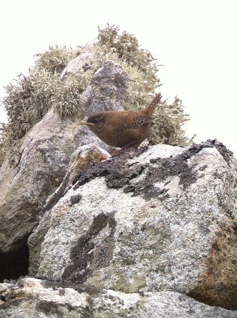 Eurasian Wren (St. Kilda) - ML20526481