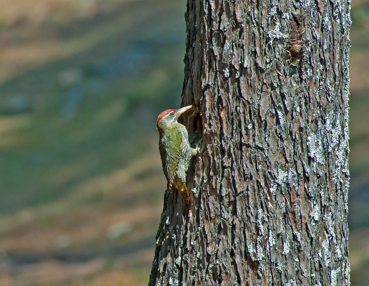 Scaly-bellied Woodpecker - ML205267201