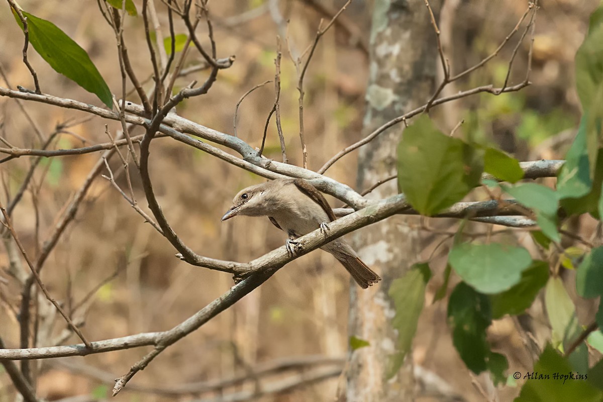 Common Woodshrike - ML205267281
