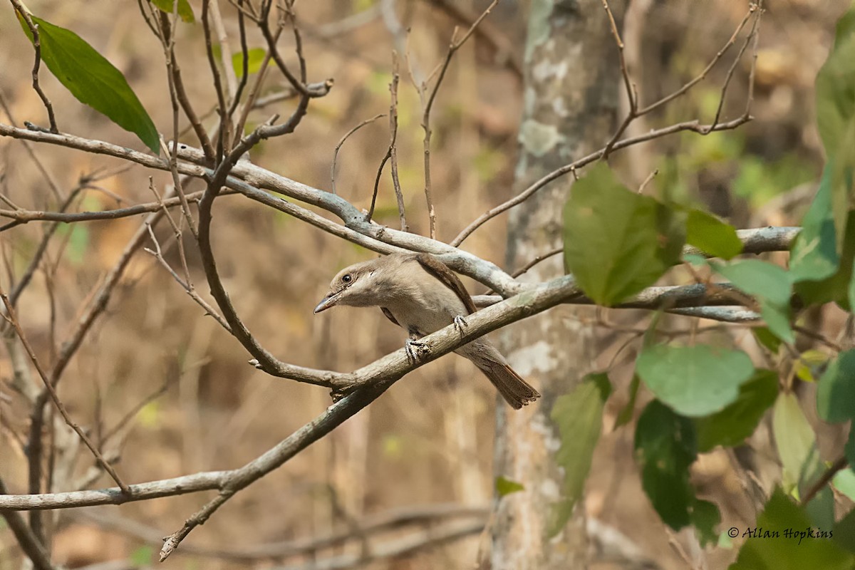 Common Woodshrike - ML205267281