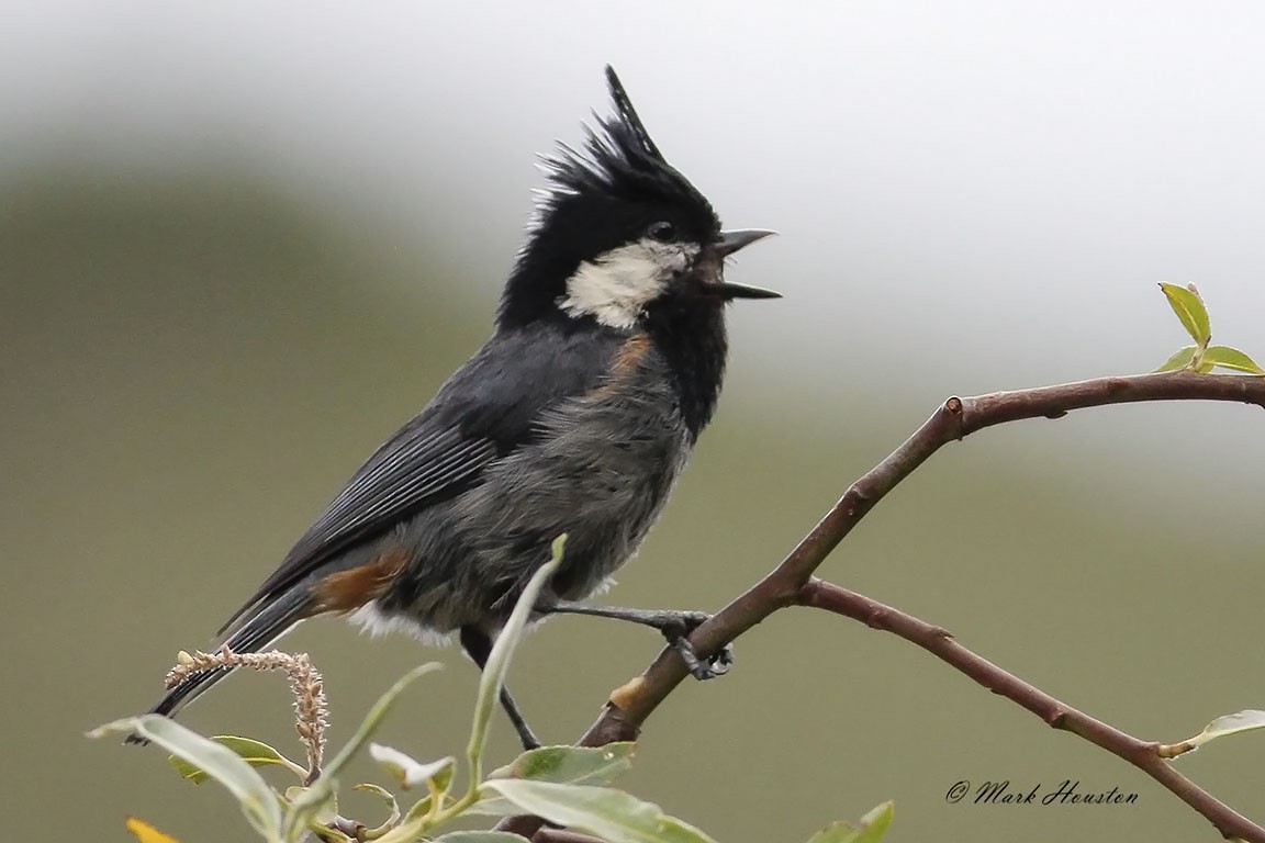 Rufous-vented Tit - Mark Houston