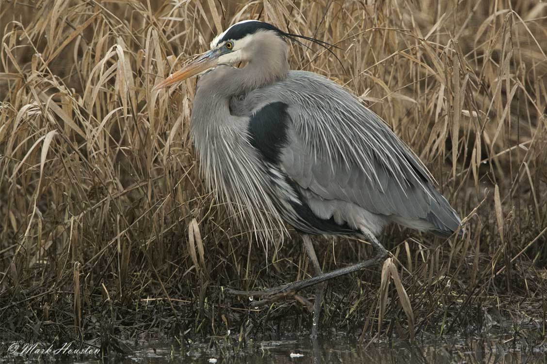 Great Blue Heron (Great Blue) - Mark Houston