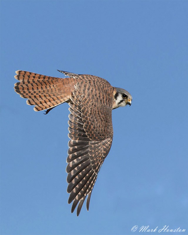 American Kestrel (Northern) - ML205267841