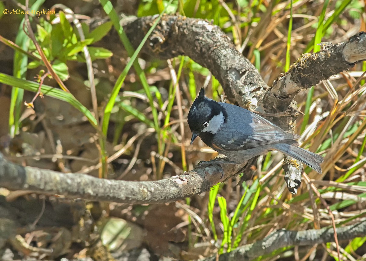 Coal Tit (Black-crested) - ML205269051