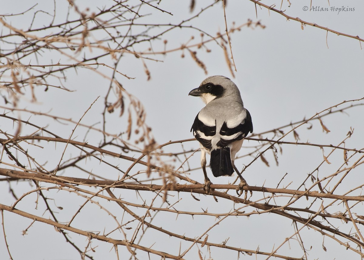 Great Gray Shrike (Indian) - Allan Hopkins