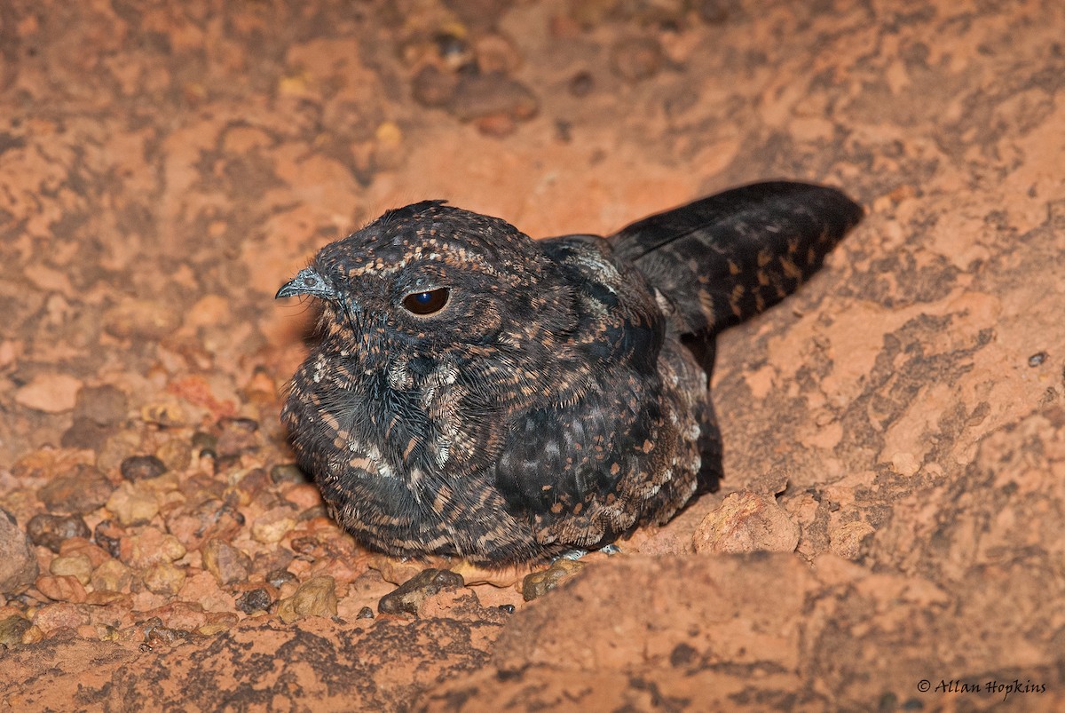 Blackish Nightjar - ML205269151