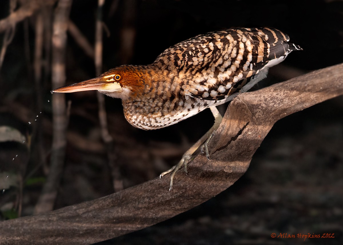 Rufescent Tiger-Heron - ML205269181