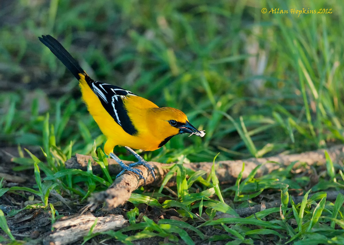 Yellow Oriole - ML205269211