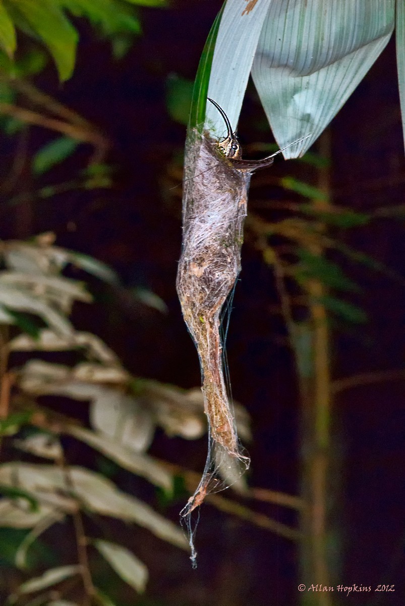 Длиннохвостый колибри-отшельник - ML205269271