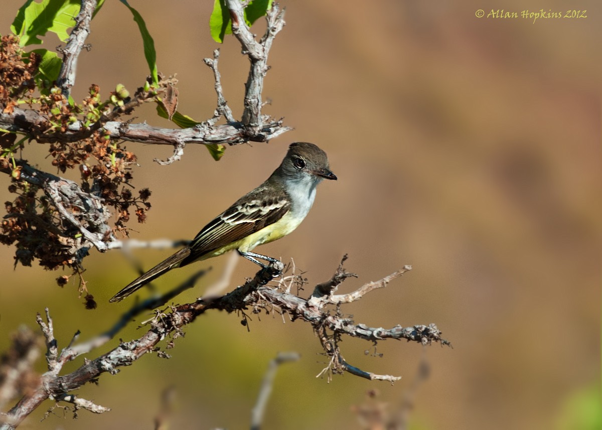 Short-crested Flycatcher - ML205269291