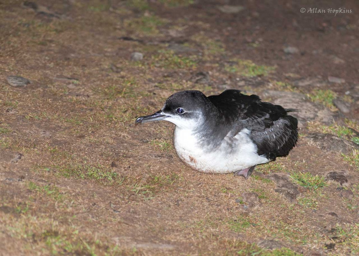 Manx Shearwater - Allan Hopkins