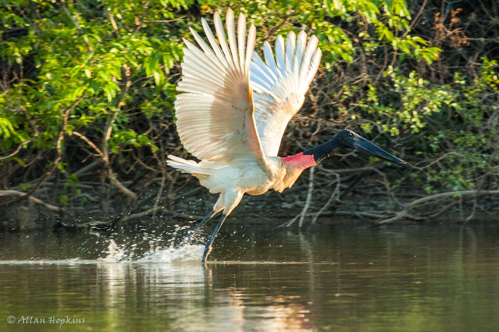 Jabiru - ML205269371