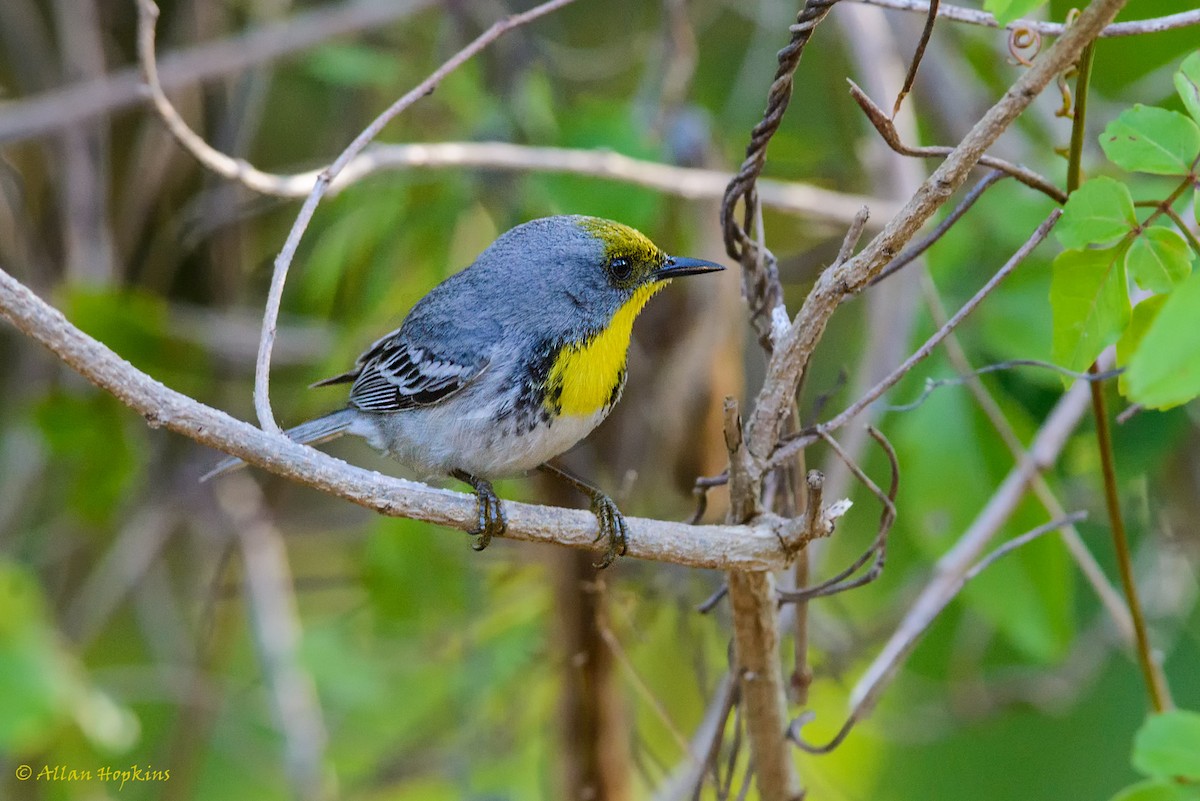 Olive-capped Warbler - ML205269431