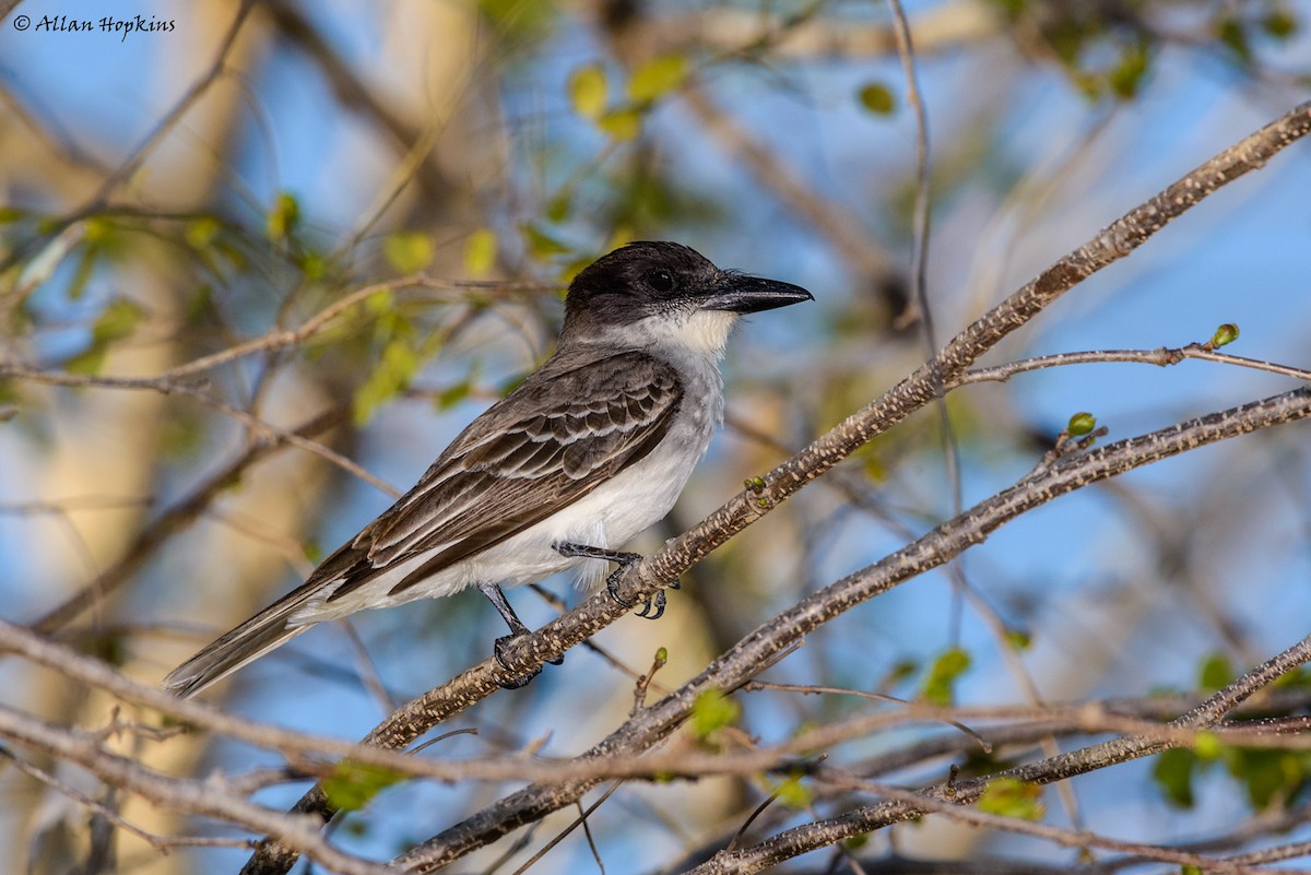 Giant Kingbird - ML205269491