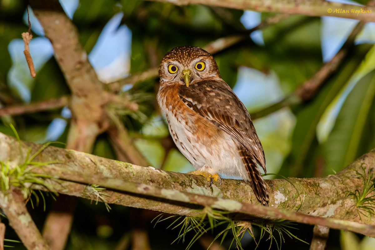 Cuban Pygmy-Owl - ML205269501