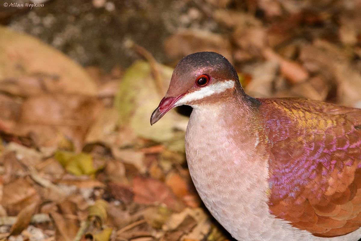 Key West Quail-Dove - ML205269511