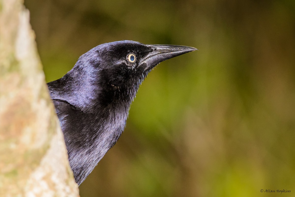 Greater Antillean Grackle - ML205269521