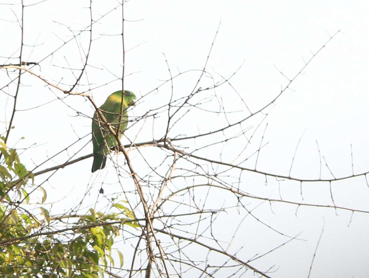 Yellow-breasted Racquet-tail - David Beadle