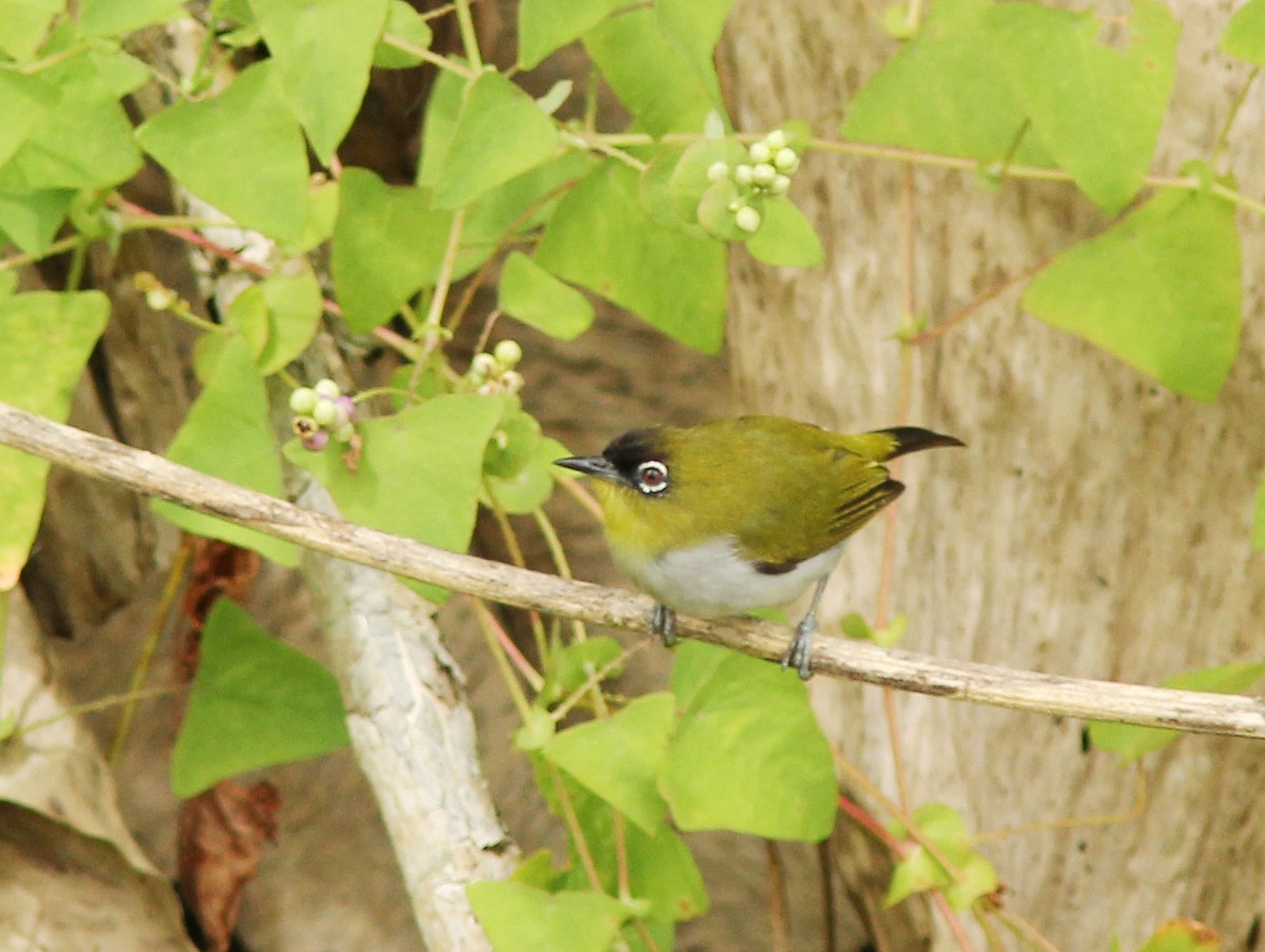 Black-crowned White-eye - ML205269641