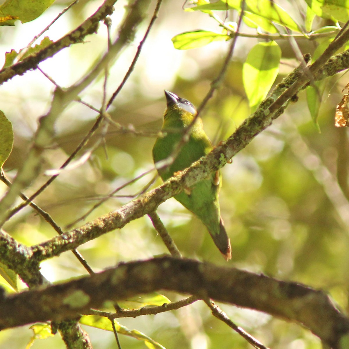 Blue-faced Parrotfinch - ML205269791