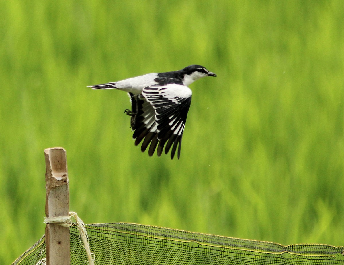 White-shouldered Triller - ML205269801