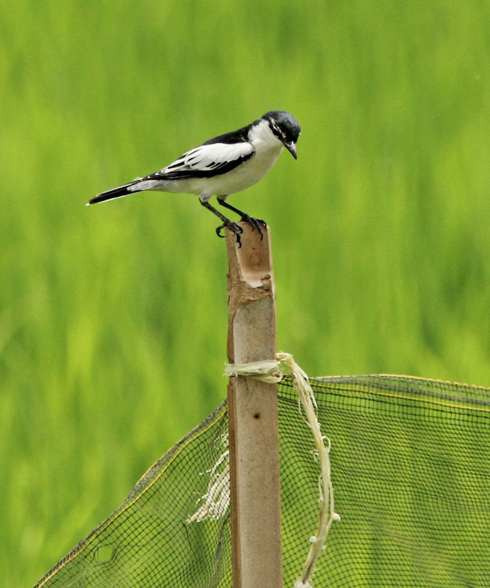 White-shouldered Triller - ML205269811