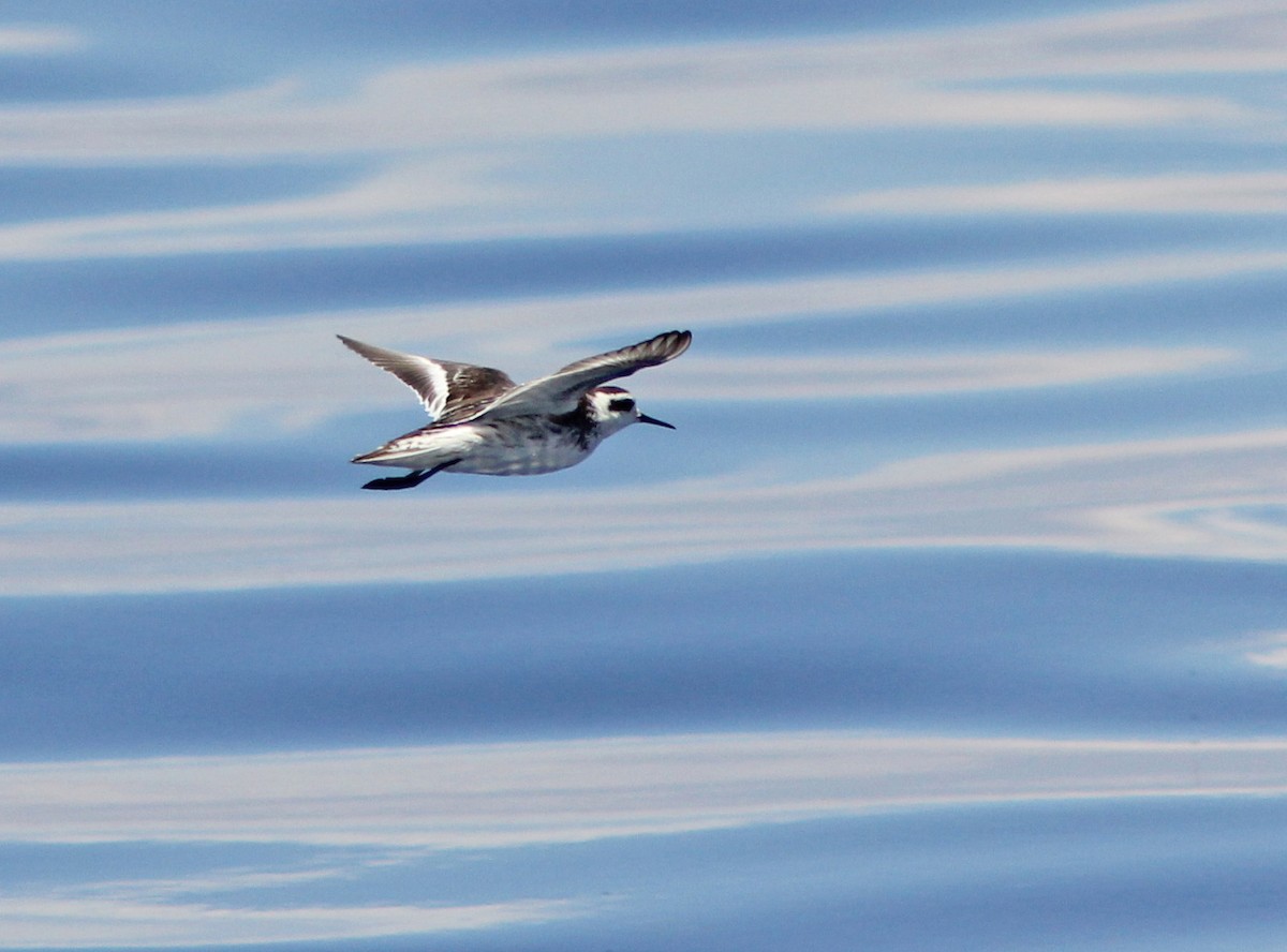 Red-necked Phalarope - ML205269931