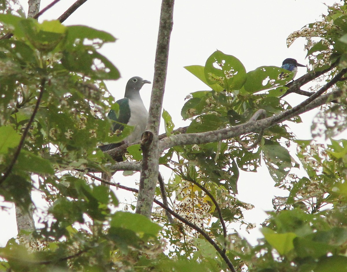 Spectacled Imperial-Pigeon - David Beadle