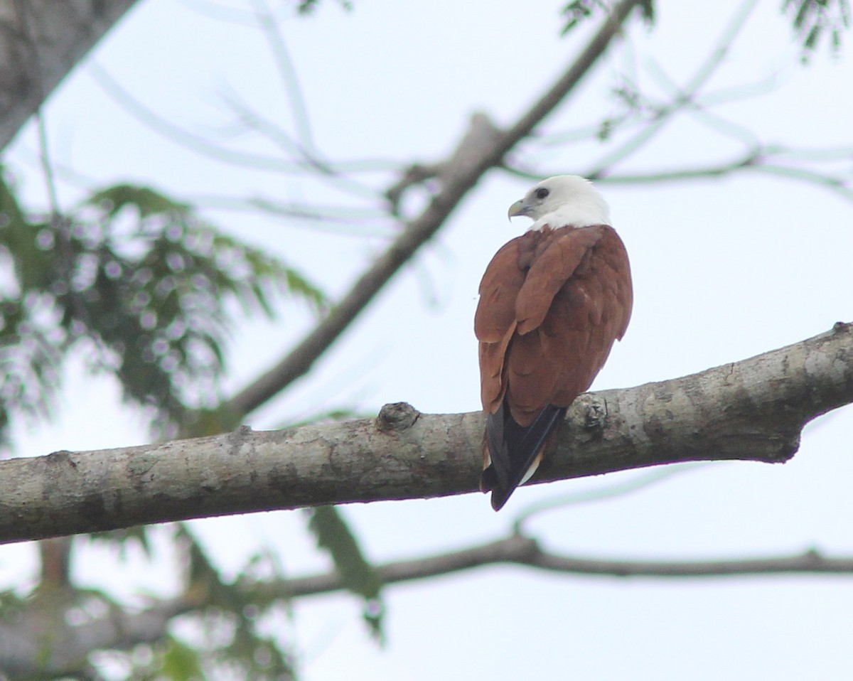 Brahminy Kite - ML205269991