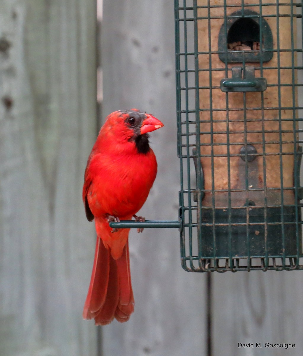 Cardinal rouge - ML205270741