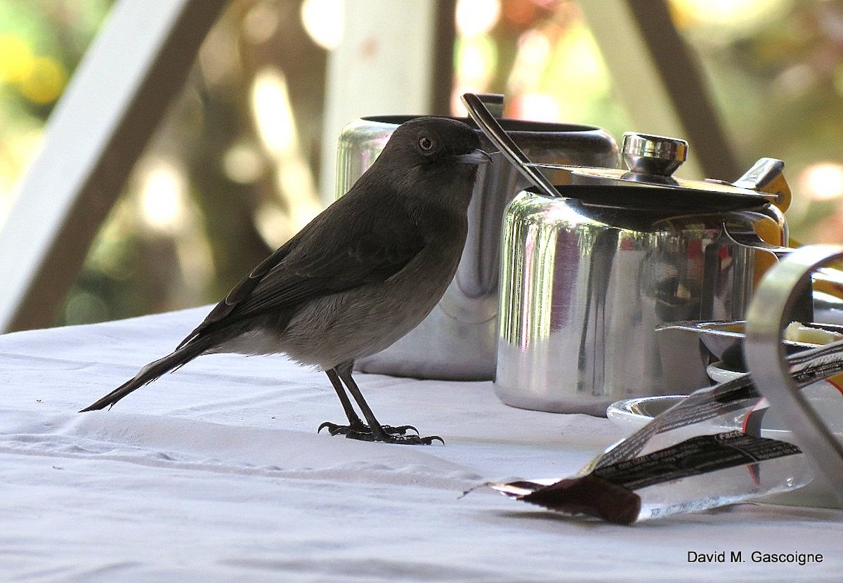 Abyssinian Slaty-Flycatcher - ML205270971