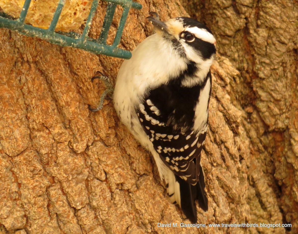 Downy Woodpecker (Eastern) - David Gascoigne