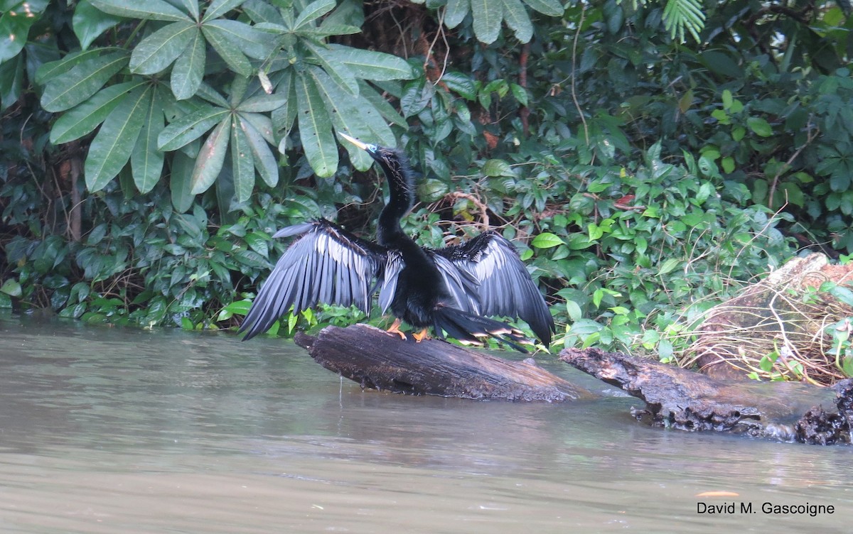 anhinga americká - ML205272511