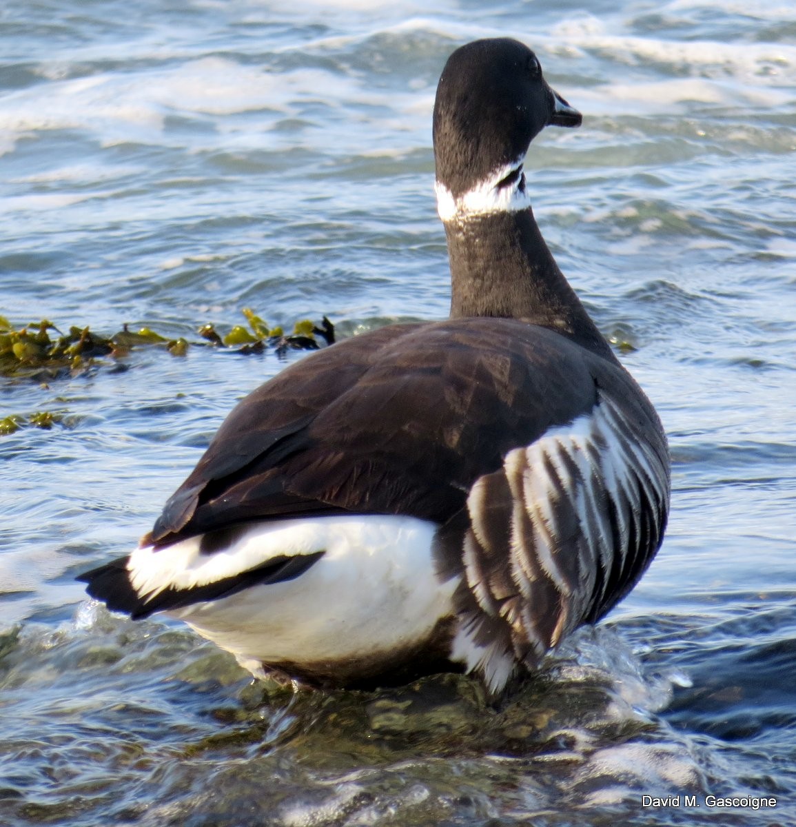 berneška tmavá (ssp. nigricans) - ML205272561