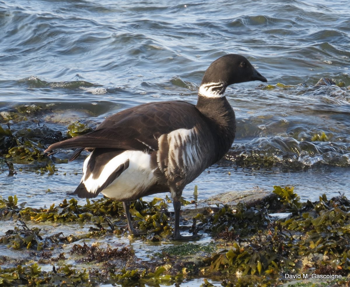 berneška tmavá (ssp. nigricans) - ML205272591