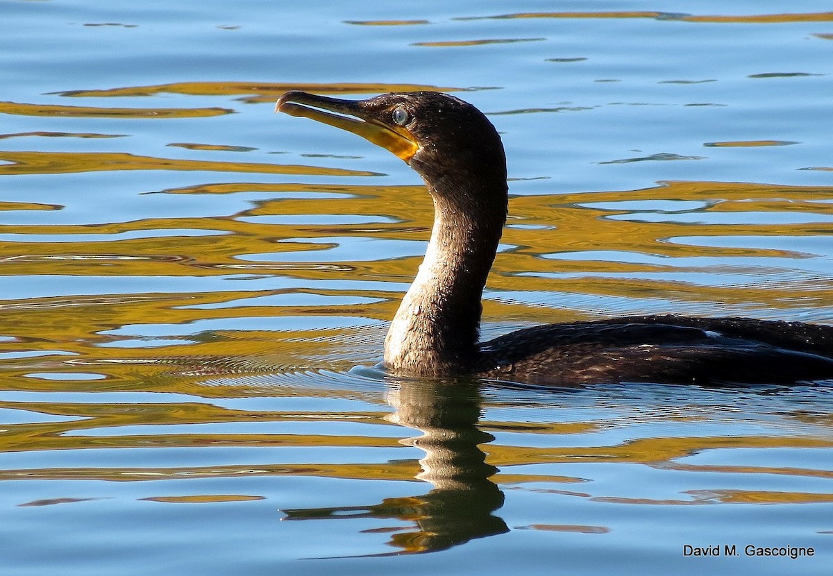 Double-crested Cormorant - ML205272801