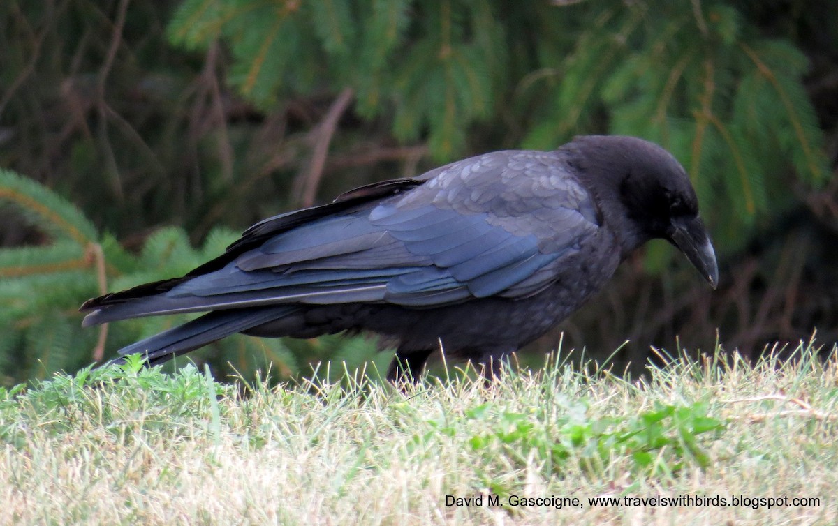 American Crow - David Gascoigne