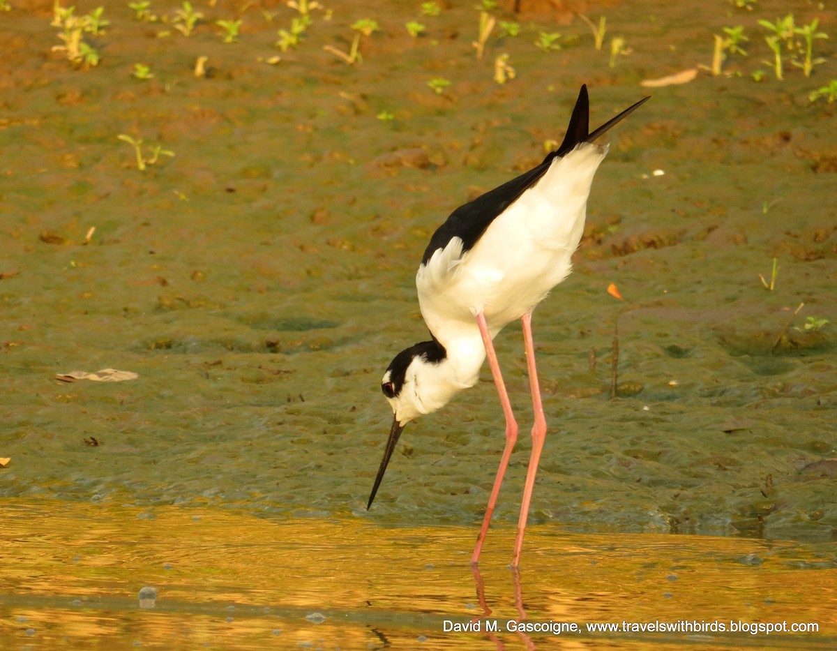 Black-necked Stilt (Black-necked) - David Gascoigne