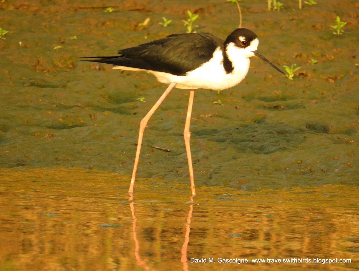 Black-necked Stilt (Black-necked) - David Gascoigne