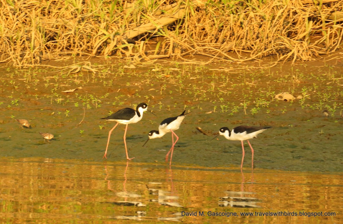 Black-necked Stilt (Black-necked) - David Gascoigne