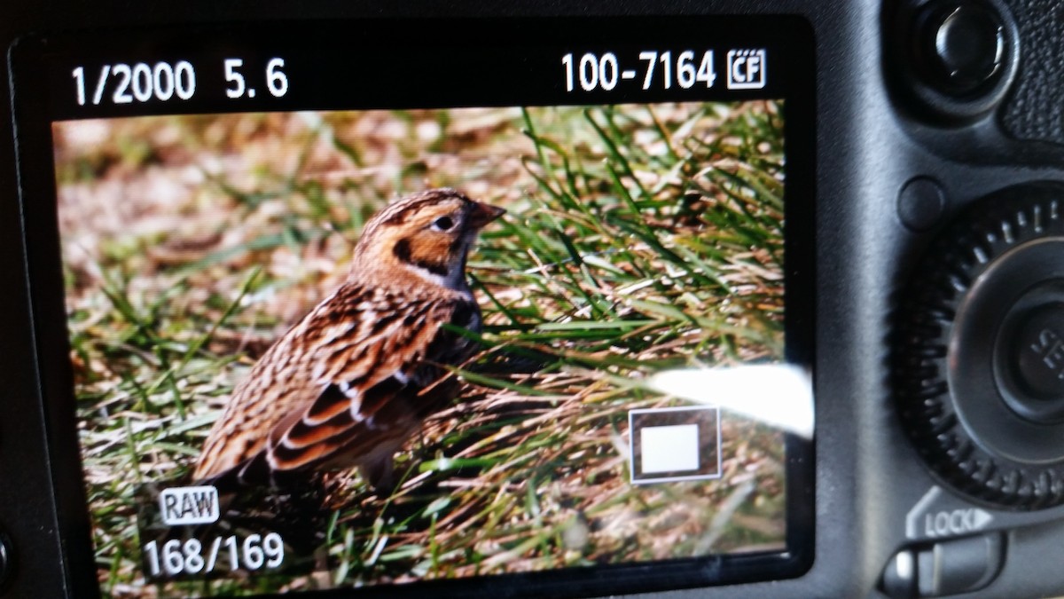 Lapland Longspur - Dominic Gendron