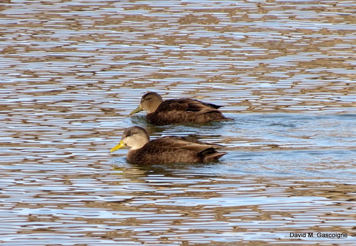 American Black Duck - ML205274951