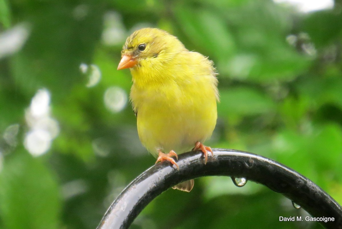 American Goldfinch - David Gascoigne