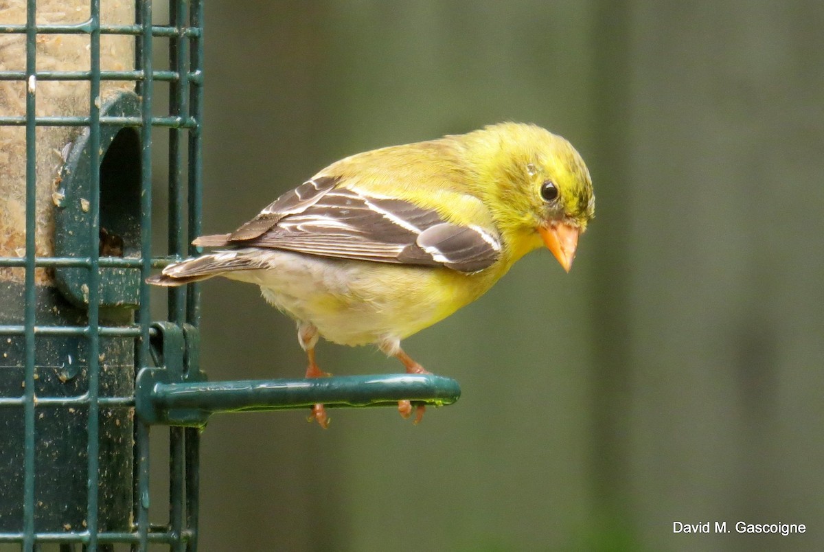 Chardonneret jaune - ML205275461